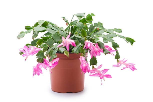 Christmas Cactus – 6-Inch Pot with Stunning Blooms