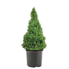 Alberta Spruce – The Perfect Touch of Evergreen Charm