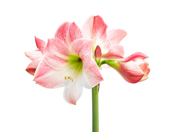 Amaryllis in Rustic Wooden Box (7”x 20”) – Choose Your Bloom Color: Red, Pink, or White
