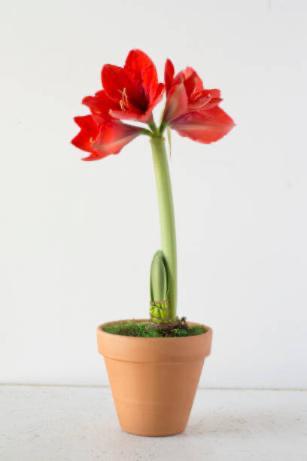 Amaryllis in 8" Clay Pot, One Triple Bulb– Choose Your Bloom Color: Red, Pink, or White