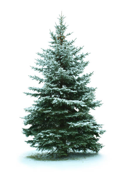 Christmas Trees - Various Sizes, Delivered or Select Your Own