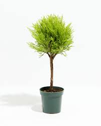 Lemon Cypress Topiary