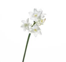 Paper Whites 7"x10" wooden box, multiple bulbs