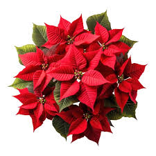Poinsettia – A Holiday Classic in Festive Red