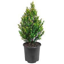 Boxwood Tree – Perfect Greenery for Any Occasion